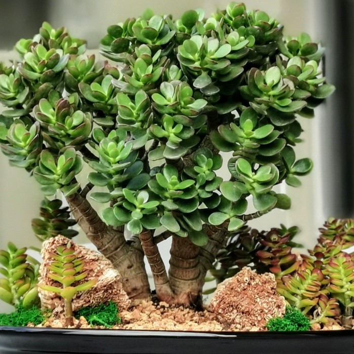 Crassula Ovata Crosby