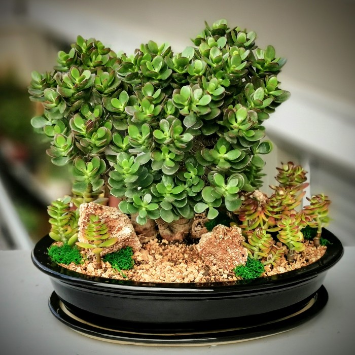 Crassula Ovata Crosby