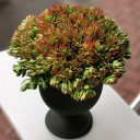 Crassula Nudicaulis