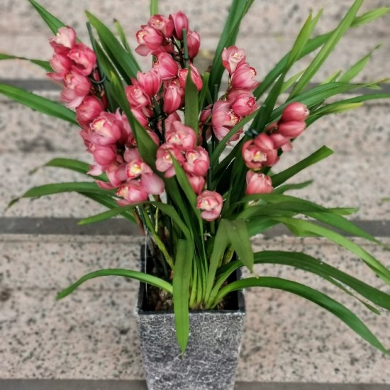 Cymbidium Orkide