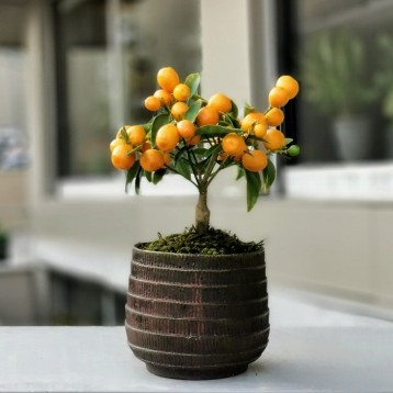 Kumkuat Bonsai