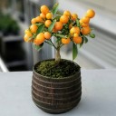 Kumkuat Bonsai