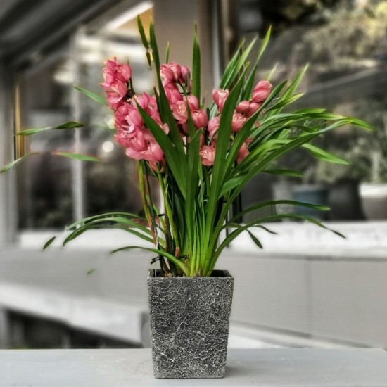 Cymbidium Orkide