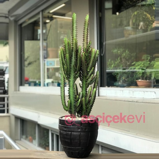 Euphorbia Trigona Red