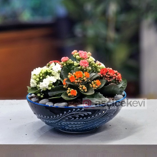 Rengarenk Kalanchoe