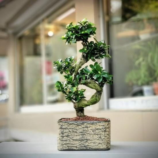 Ficus Microcarpa Bonsai