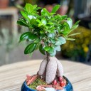 Küçük Ginseng Bonsai