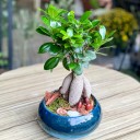 Küçük Ginseng Bonsai