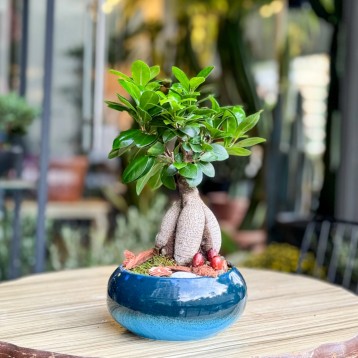 Küçük Ginseng Bonsai