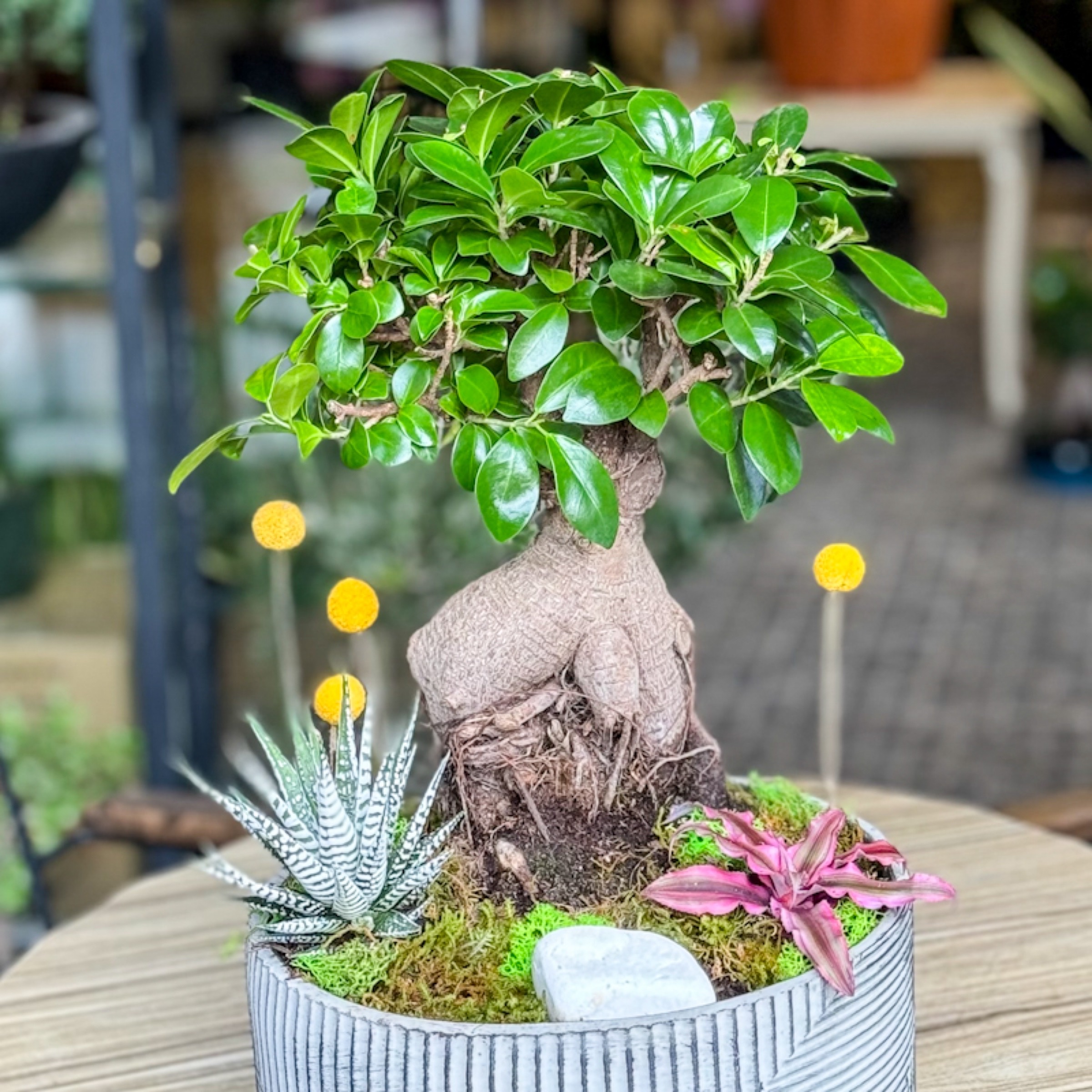 Ginseng Bonsai alt