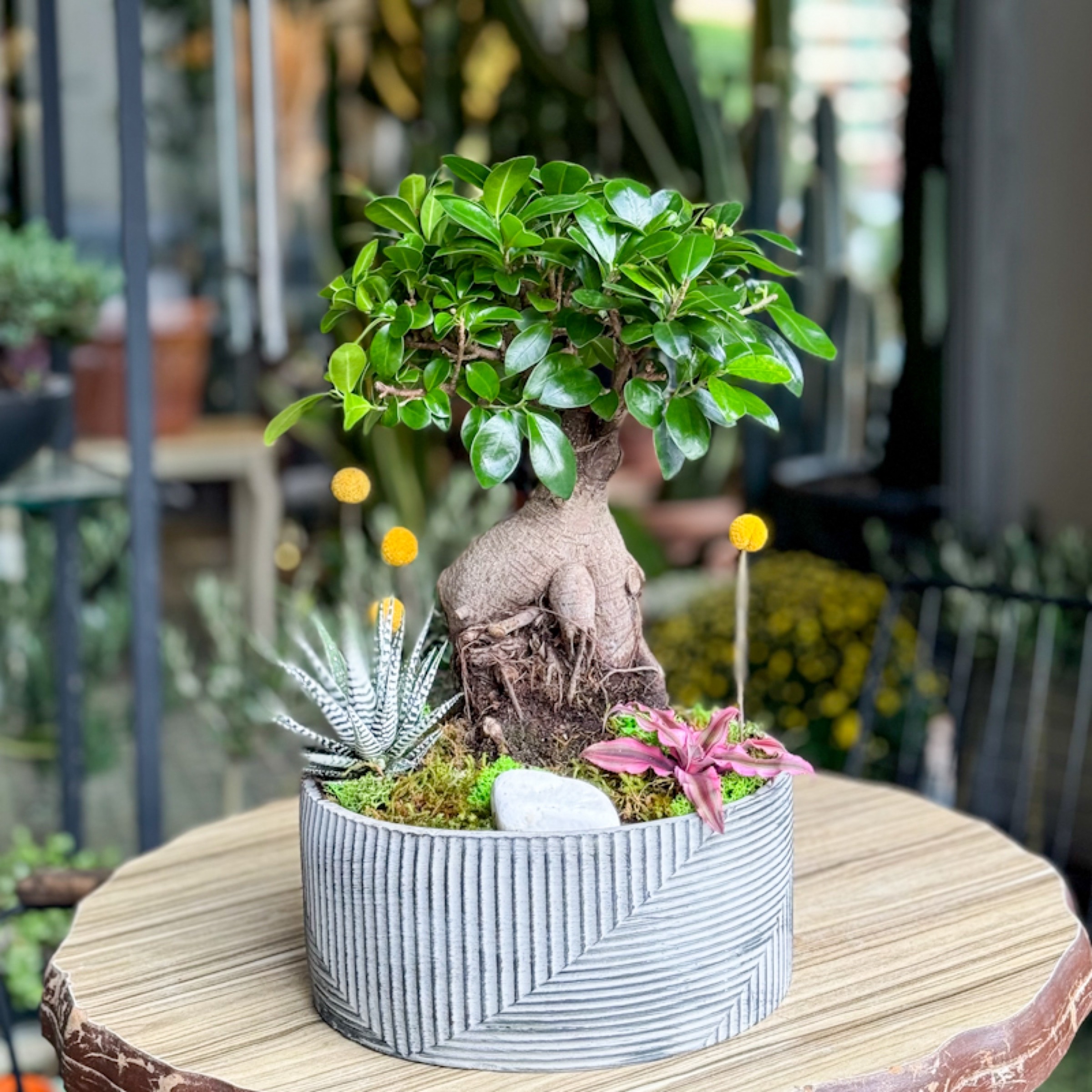 Ginseng Bonsai