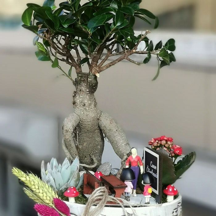 Bonsai Minyatur Bahcelerimiz Paspas In Bahceleri