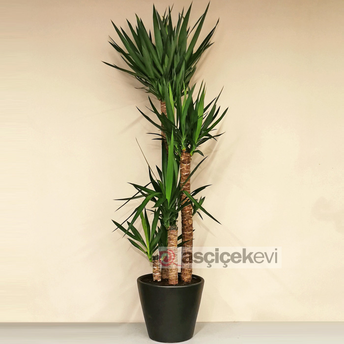 4 Köklü Yucca Bitkisi