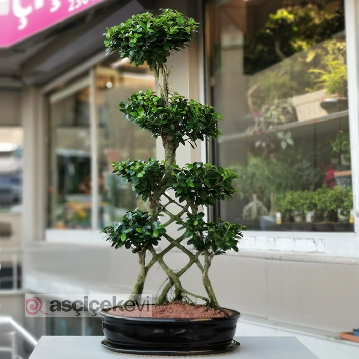 Örgülü Ginseng Bonsai