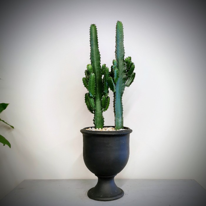 Euphorbia Trigona Cactus