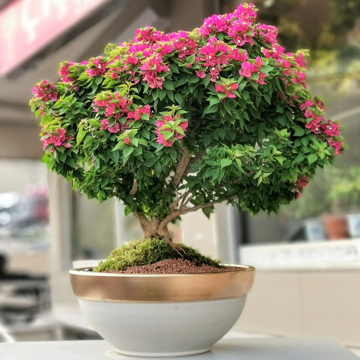 Begonvil Bonsai