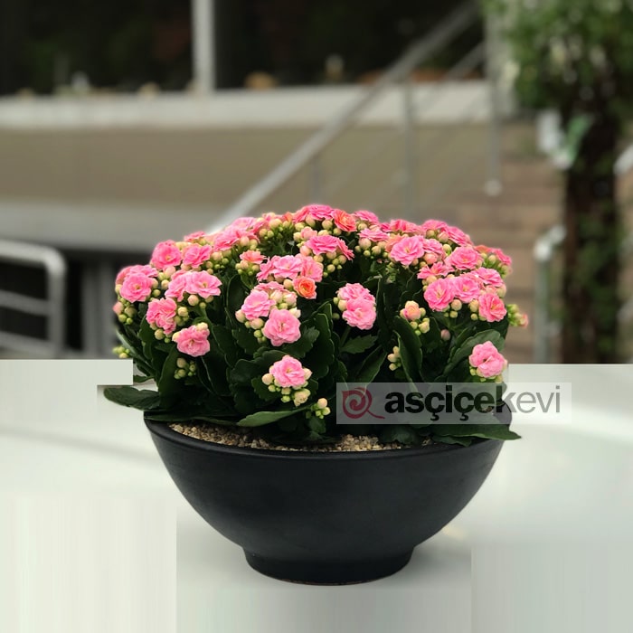 Kalanchoe Bitkisi