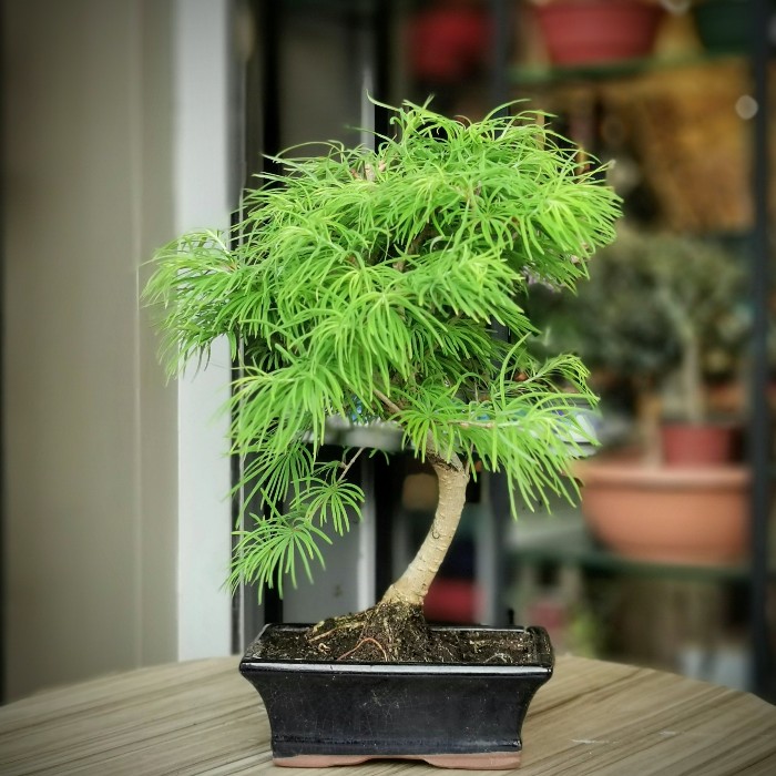 Pseudolarex Bonsai