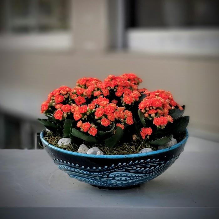 Turuncu Kalanchoe