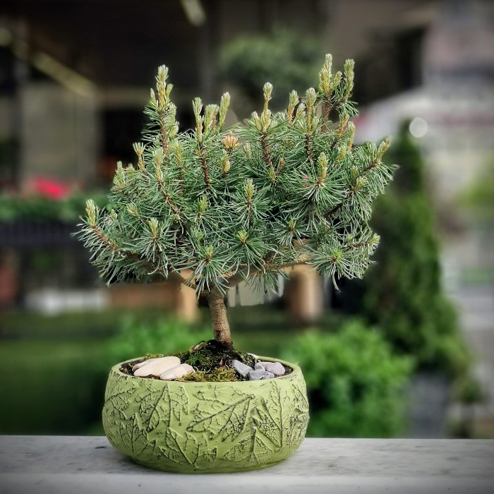 Pinus Bonsai