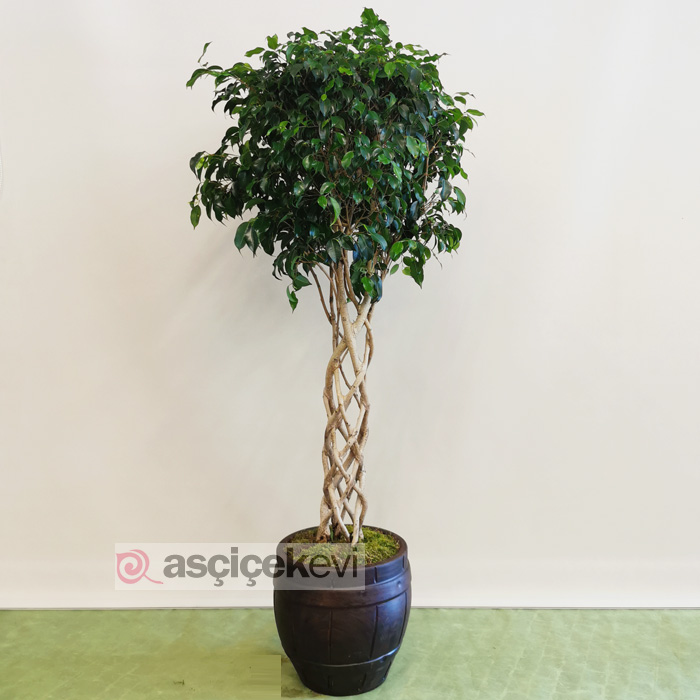 Kafes Örgü Ficus