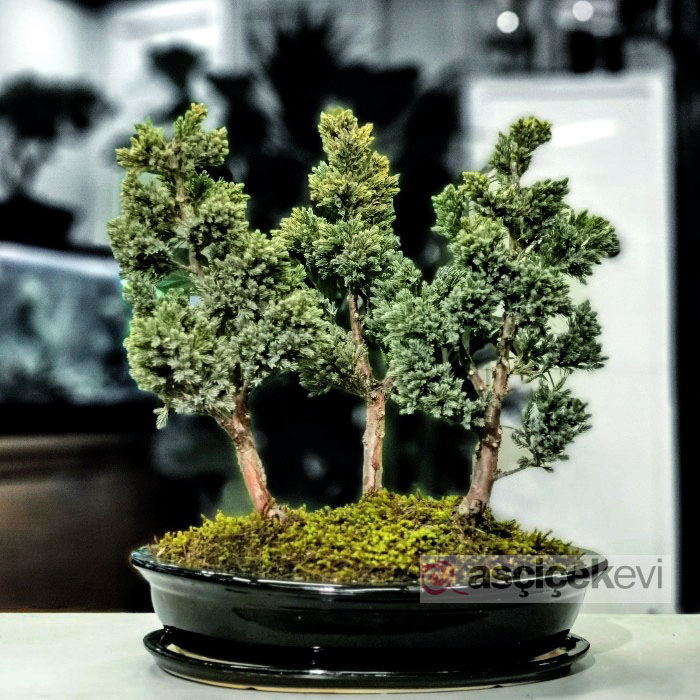 Bonsai Cesitleri Bonsai Cicegi Siparisi As Cicek Evi