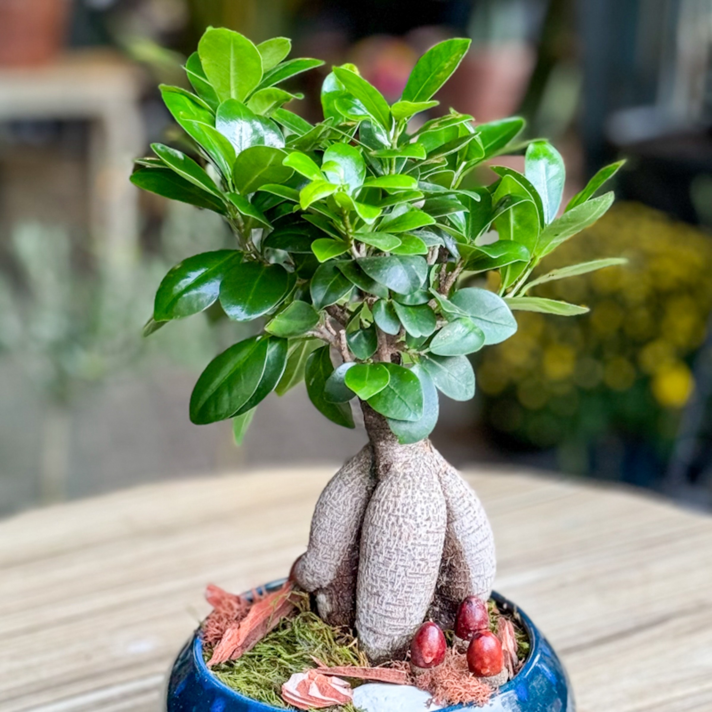 Küçük Ginseng Bonsai alt