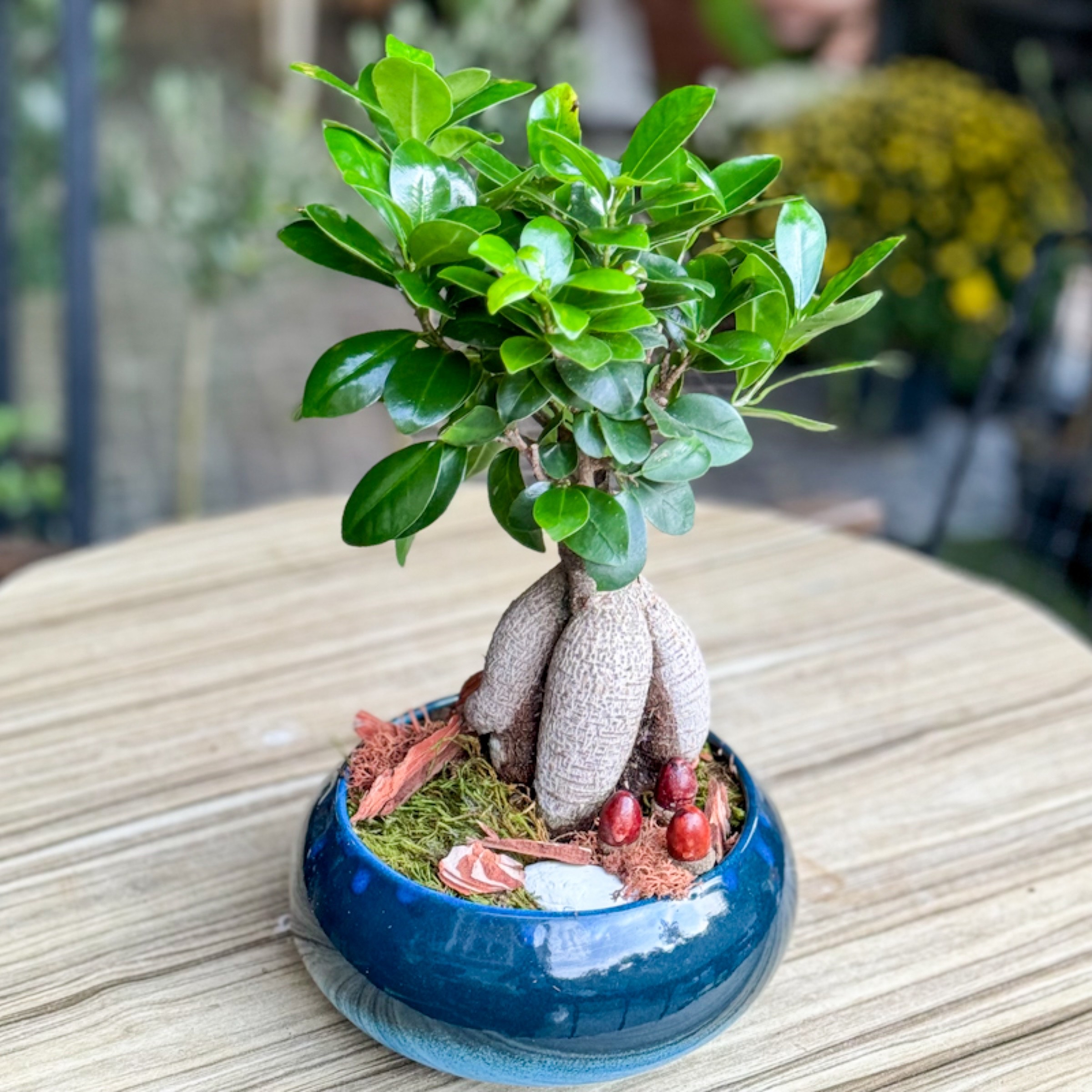 Küçük Ginseng Bonsai