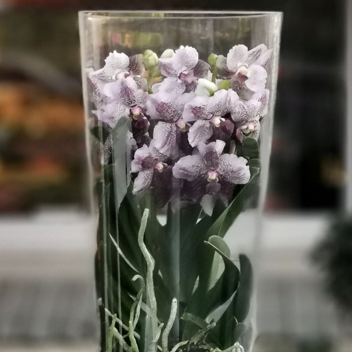 Vanda Orkide